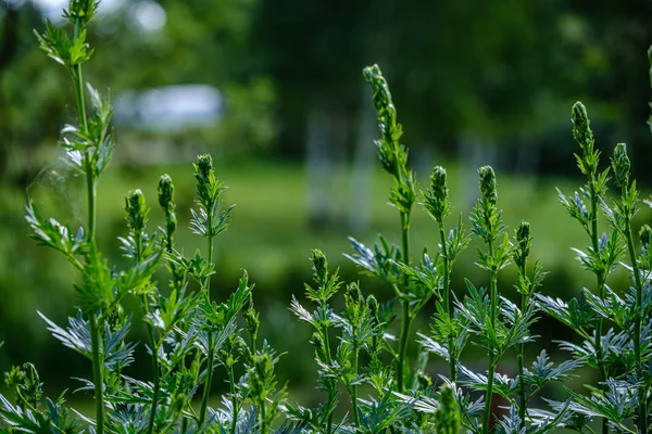 Зелене листя рослинність абстрактна текстура з листя і рослин — стокове фото