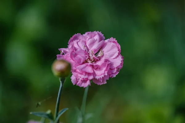 Colorato estate piccoli fiori su sfondo verde sfocatura — Foto Stock