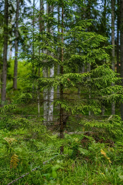 Θερινό δάσος πλούσια με πράσινο folaige βλάστηση, κλαδιά δέντρων — Φωτογραφία Αρχείου