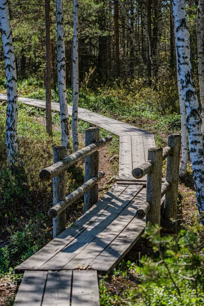 Camino de pie de tabla de madera paseo marítimo en el entorno de follaje verde — Foto de Stock