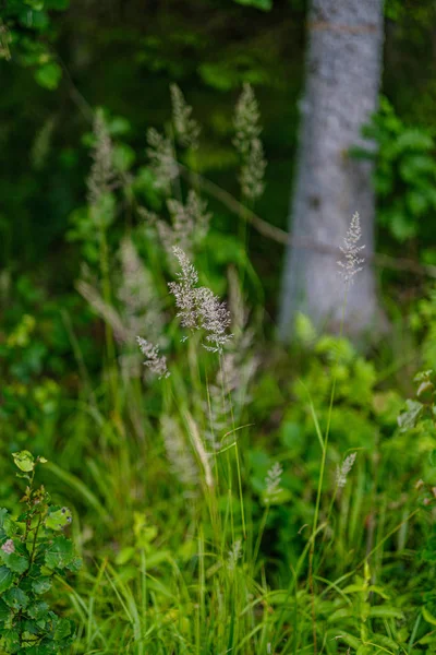 Bosque de verano exuberante con vegetación verde folaige, ramas de árboles —  Fotos de Stock