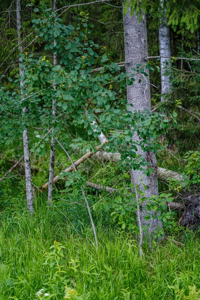 Foresta estiva lussureggiante con vegetazione verde folaige, rami d'albero — Foto Stock