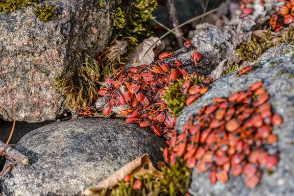 Pequeños beatles rojos anidando en las rocas en verano. Pyrrocoris ap —  Fotos de Stock