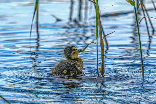Мать утка с маленькими утятами плавание в воде озера реки быть — стоковое фото