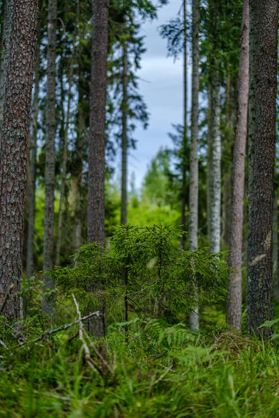 Floresta de verão exuberante com vegetação folaige verde, galhos de árvore — Fotografia de Stock