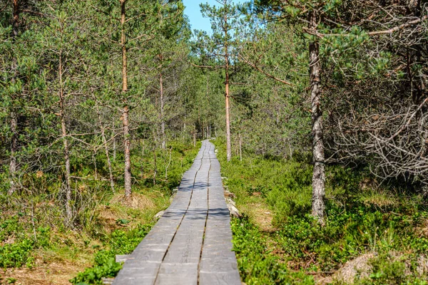 Fa deszkás Footh ösvény sétány zöld lombozat sourroundings — Stock Fotó
