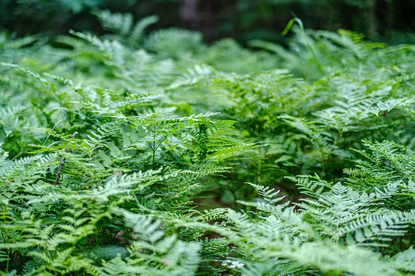 Frische grüne Farnblätter auf grünem Hintergrund im Wald — Stockfoto