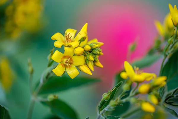 Verão colorido pequenas flores no fundo borrão verde — Fotografia de Stock