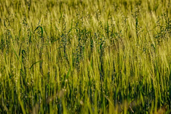 田舎で収穫の準備ができて作物の無限のフィールド — ストック写真