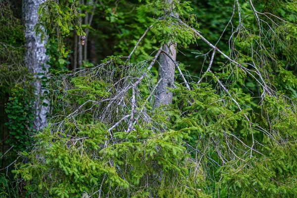 Foresta estiva lussureggiante con vegetazione verde folaige, rami d'albero — Foto Stock