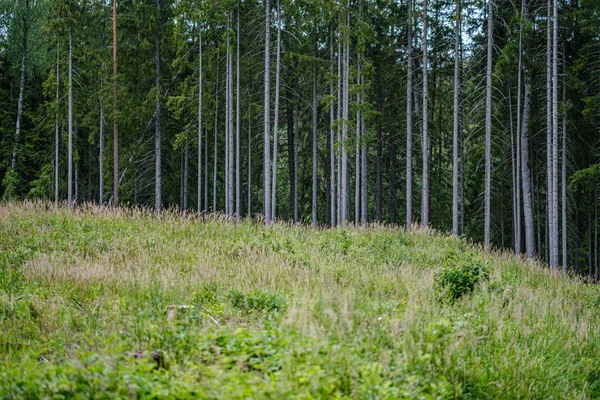 Troncos de árvore em um fundo de borrão verde escuro na floresta no verão — Fotografia de Stock