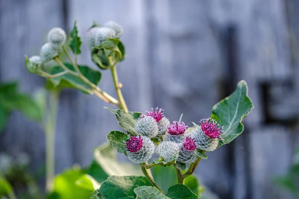 Bardana fresca Arctium lappa in estate fioritura della natura — Foto Stock