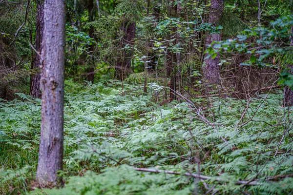 Літній ліс пишний з зеленою флористикою, гілками дерев — стокове фото