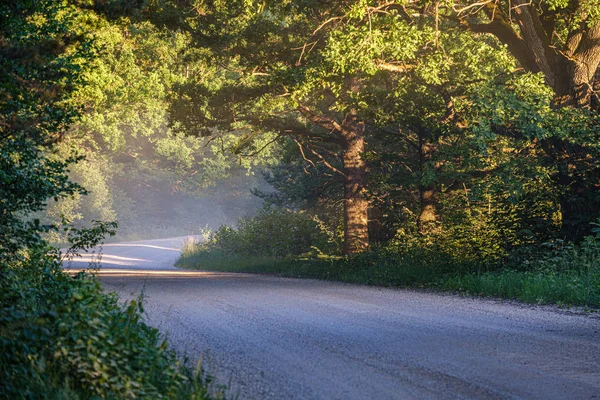 Sun rays in summer evening on a country gravel road enclosed wit — Stock Photo, Image