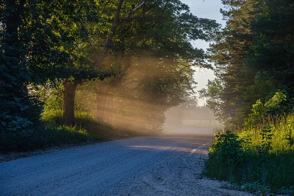 Sun rays in summer evening on a country gravel road enclosed wit — Stock Photo, Image