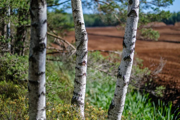 Boomstammen op een donkere groene onscherpte achtergrond in bos in de zomer — Stockfoto