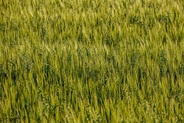 Ändlösa fält av gröda redo för skörd på landsbygden — Stockfoto