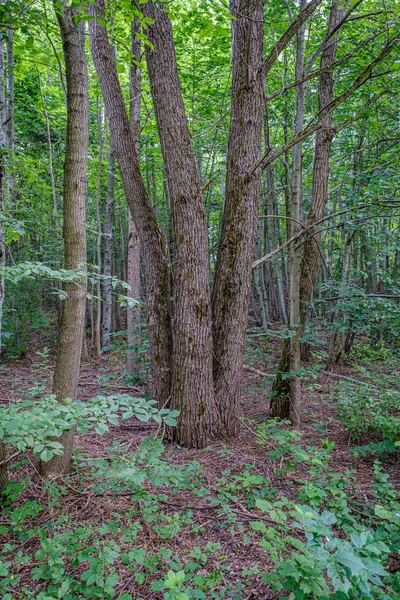 Bosque de verano exuberante con vegetación verde folaige, ramas de árboles — Foto de Stock