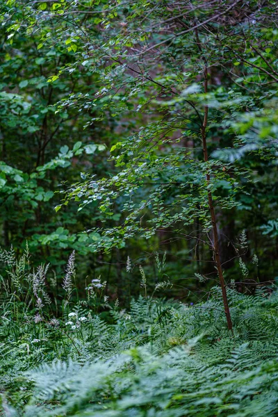 Bosque de verano exuberante con vegetación verde folaige, ramas de árboles —  Fotos de Stock