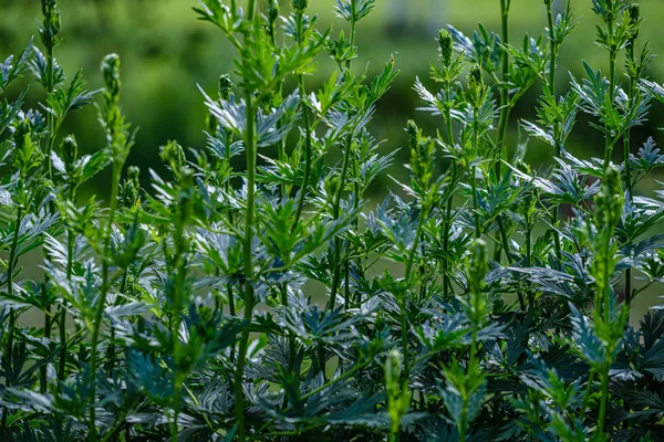 葉や植物からの緑の葉の植生抽象的なテクスチャ — ストック写真