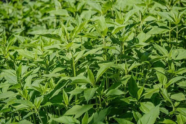 葉や植物からの緑の葉の植生抽象的なテクスチャ — ストック写真