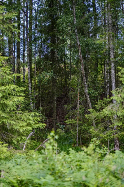 Bosque de verano exuberante con vegetación verde folaige, ramas de árboles — Foto de Stock