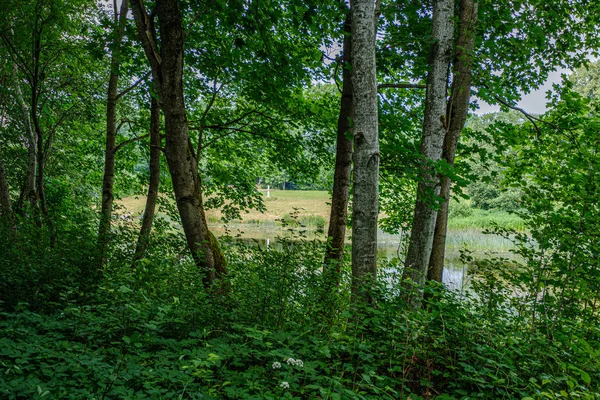 Летний лес пышные с зеленой фоледж растительностью, ветви деревьев — стоковое фото