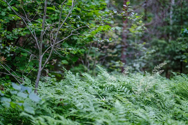 Färska gröna ormbunksblad på grön bakgrund i skogen — Stockfoto