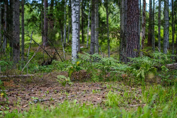 Bosque de verano exuberante con vegetación verde folaige, ramas de árboles —  Fotos de Stock