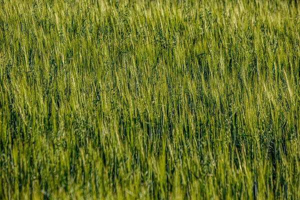 Endlose Erntefelder auf dem Land — Stockfoto
