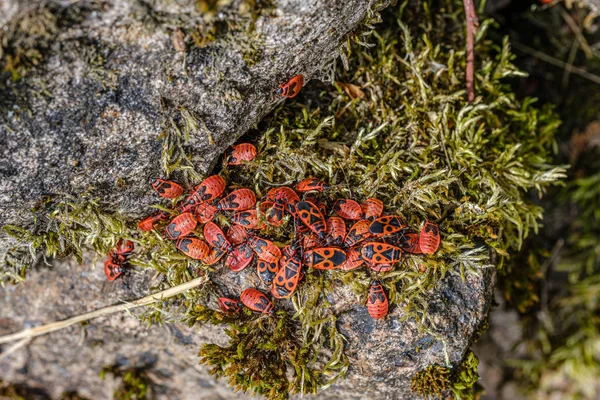 Pequeños beatles rojos anidando en las rocas en verano. Pyrrocoris ap —  Fotos de Stock