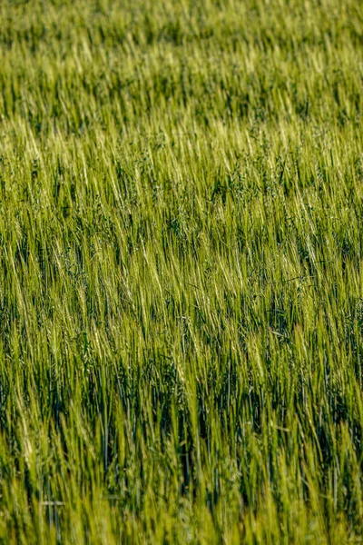 Niekończące się pola upraw gotowych do zbiorów na wsi — Zdjęcie stockowe