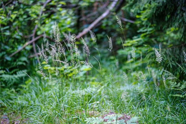 Sommerwald üppig mit grüner folaiger Vegetation, Baumzweige — Stockfoto