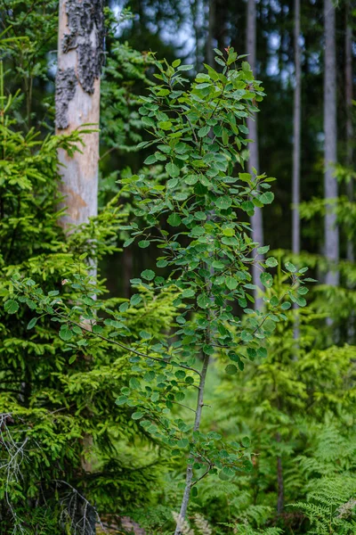 Foresta estiva lussureggiante con vegetazione verde folaige, rami d'albero — Foto Stock