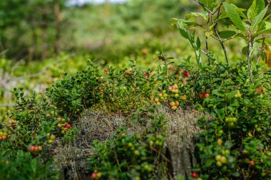 kuru ağacın yakınındaki ormanda yeşil yosun üzerinde lingonberries kızılcık 