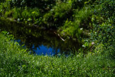 yaz yeşil doğada çim ve yaprak dokusu