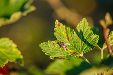 sinek böcek bir yaprak üzerinde istirahat