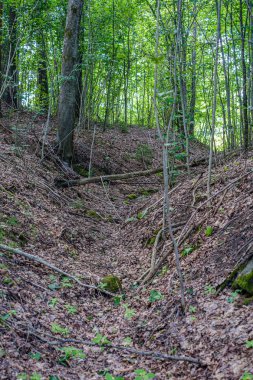 ormanda küçük nehir yakınındaki ormanda doğal turist izi