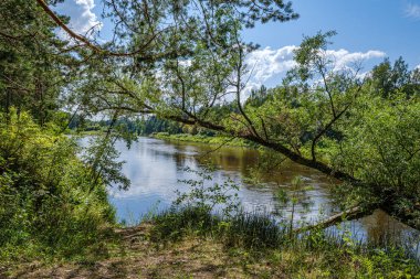 yaz aylarında nehir yakınındaki ormanda rekreasyon alanı