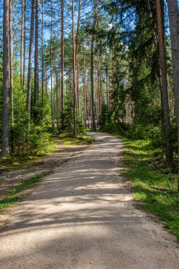 ağaç gövdeleri ve çakıl yol ile çam ağacı orman
