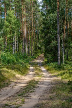 ağaç gövdeleri ve çakıl yol ile çam ağacı orman