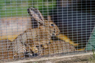 parmaklıklar arkasında kafeslerde yerli tavşan