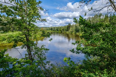 Letonya'da Gauja Nehri, yaz aylarında ağaçların arasından görünümü