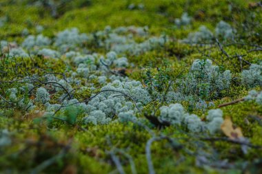 orman doğal ortamda bulanıklık arka plan ile yeşil yapraklar