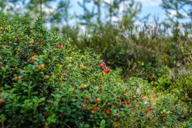 kuru ağacın yakınındaki ormanda yeşil yosun üzerinde lingonberries kızılcık 