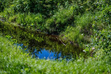 yaz yeşil doğada çim ve yaprak dokusu