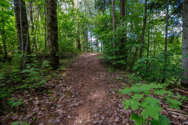 yaz aylarında yeşil ormanda ağaç gövde duvar