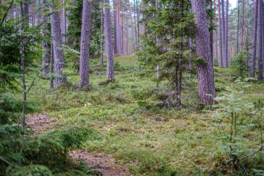 yaz aylarında yeşil ormanda ağaç gövde duvar