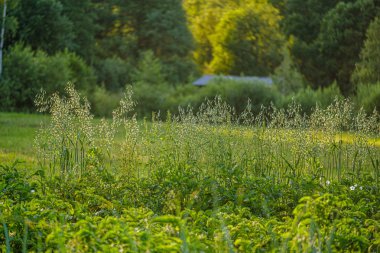 eko bahçe, sebze, soğan, patates ile ülke bahçe bir