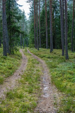 ağaç gövdeleri ve çakıl yol ile çam ağacı orman